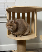 Cat sitting on a wooden cat tree with a white wall background