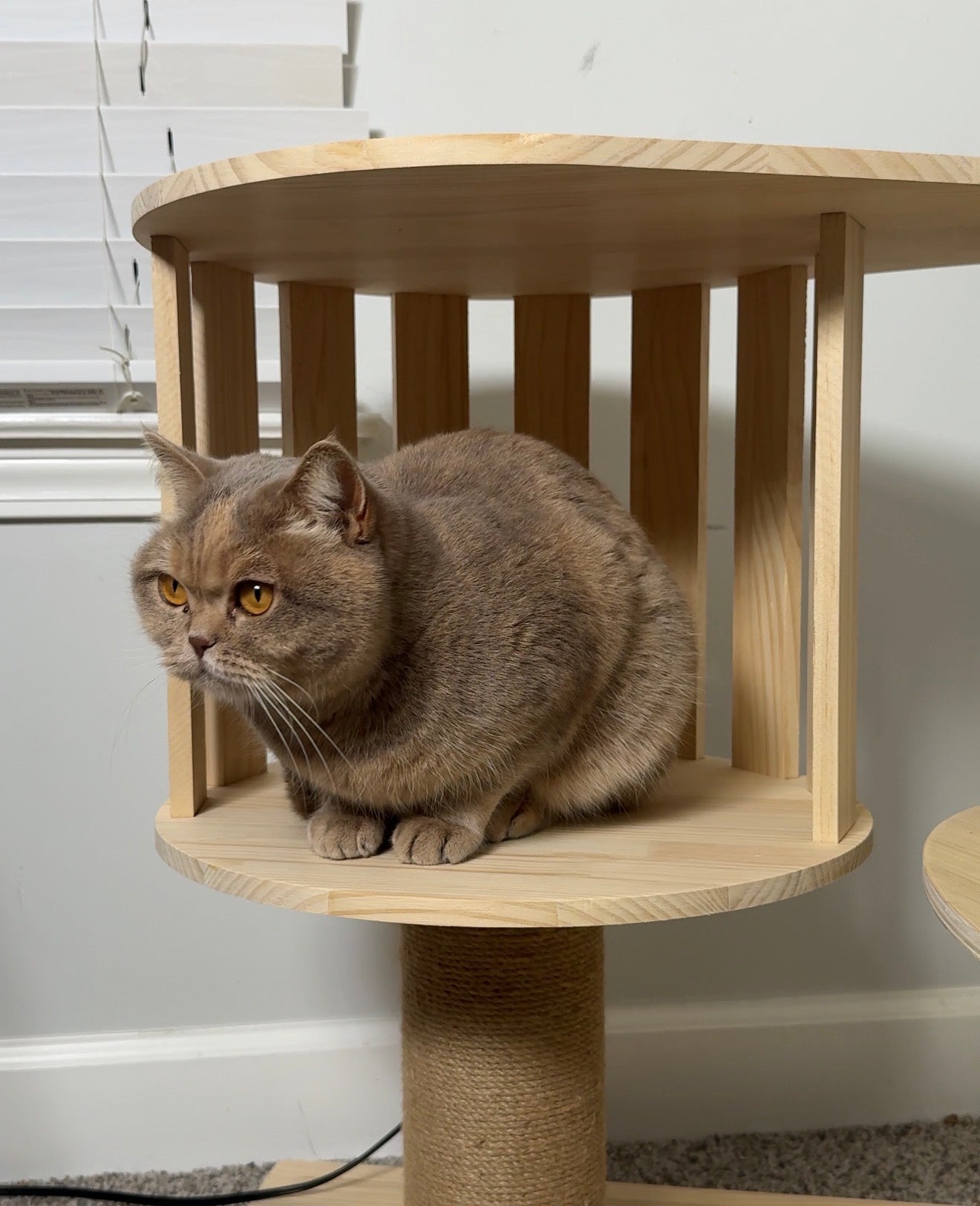Cat sitting on a wooden cat tree with a white wall background